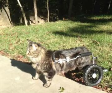 Family Pets Veterinary Care and Acupuncture