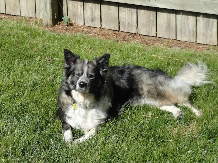 Family Pets Veterinary Care and Acupuncture 7
