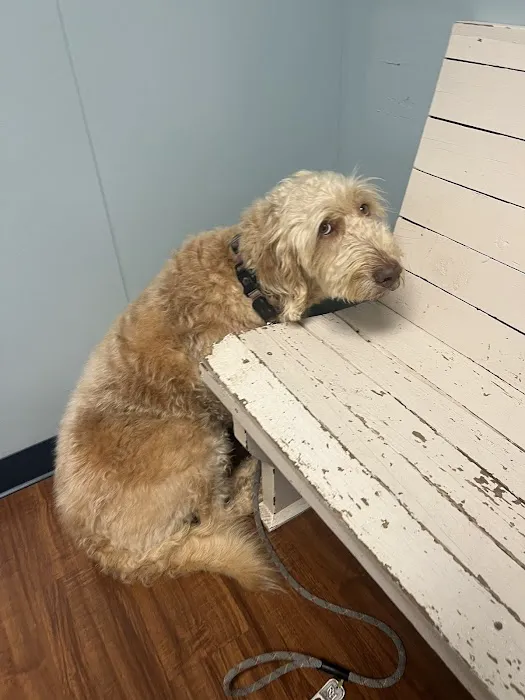 Family Pets Veterinary Care and Acupuncture 3