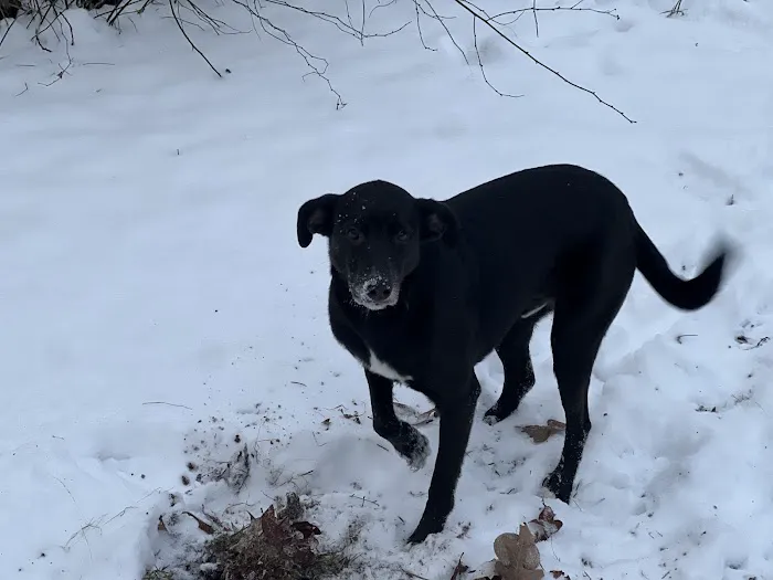 Smithers Animal Hospital 8
