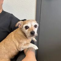 LocalVet Urgent Care ico