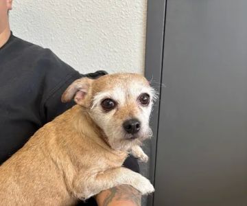 LocalVet Urgent Care