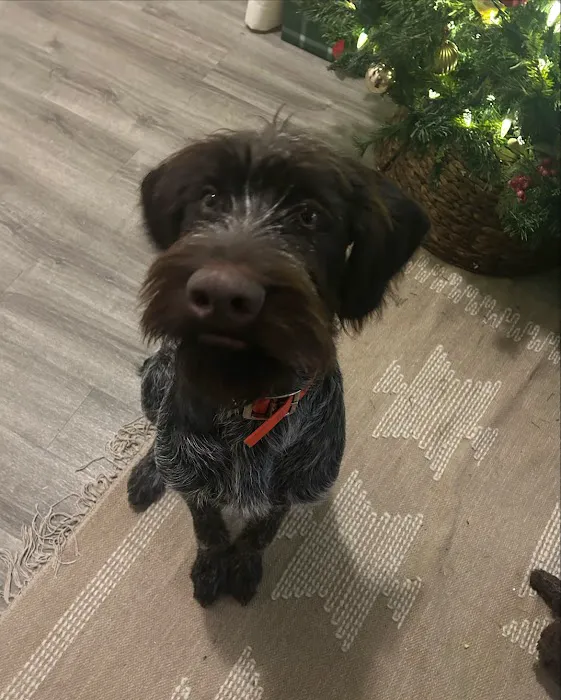 LocalVet Urgent Care 8