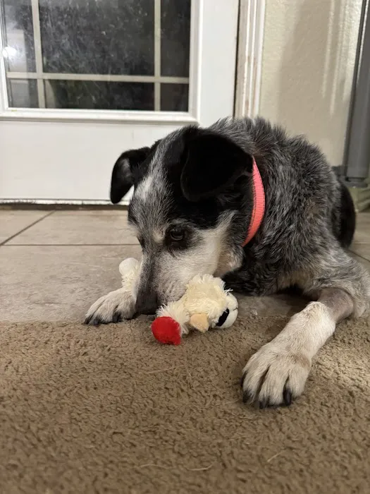 LocalVet Urgent Care 5