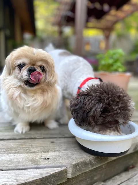 LocalVet Urgent Care 3