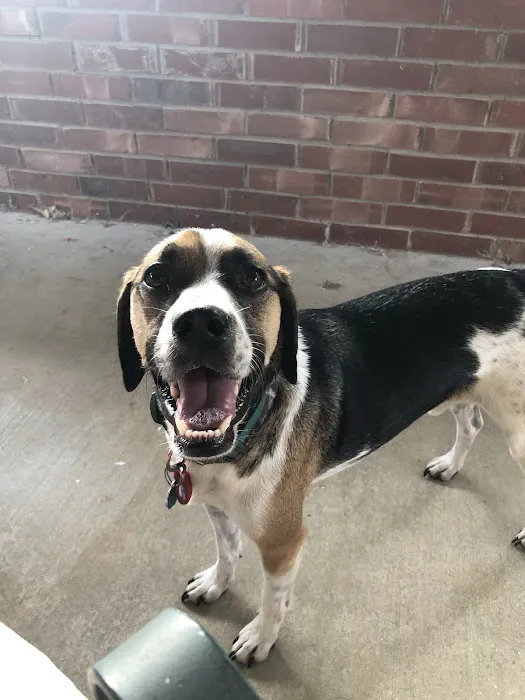 Gulley Park Pets Clinic 6