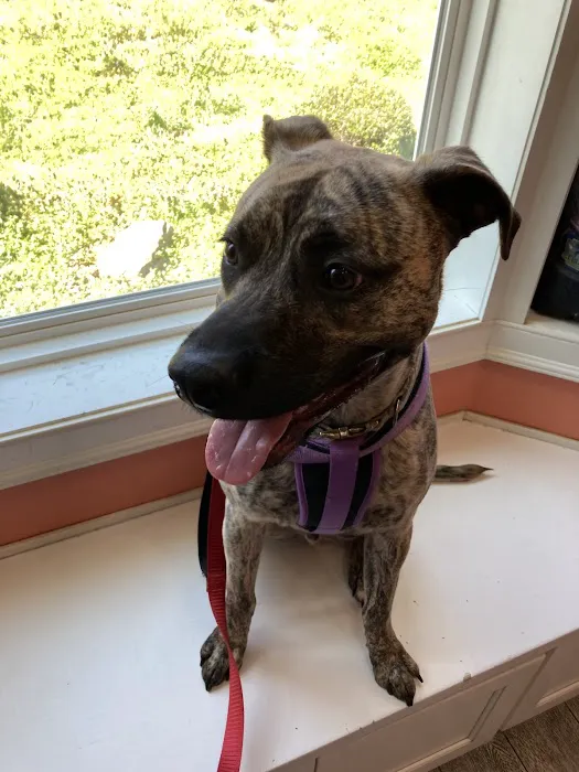 Gulley Park Pets Clinic 5