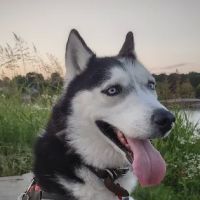 Animal Medical Clinic ico