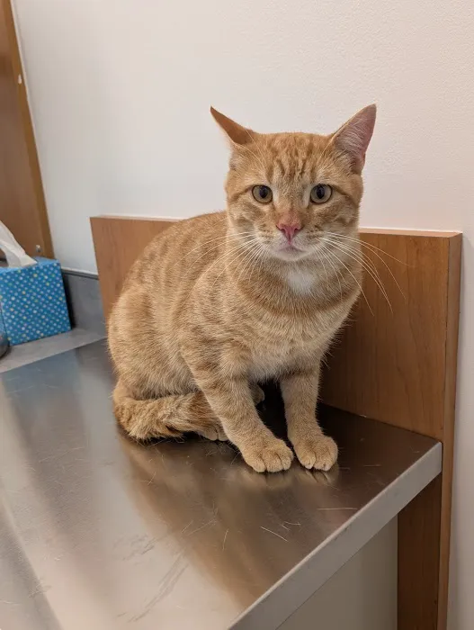 PetSmart Veterinary Services - Fayetteville 1