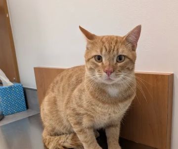 PetSmart Veterinary Services - Fayetteville