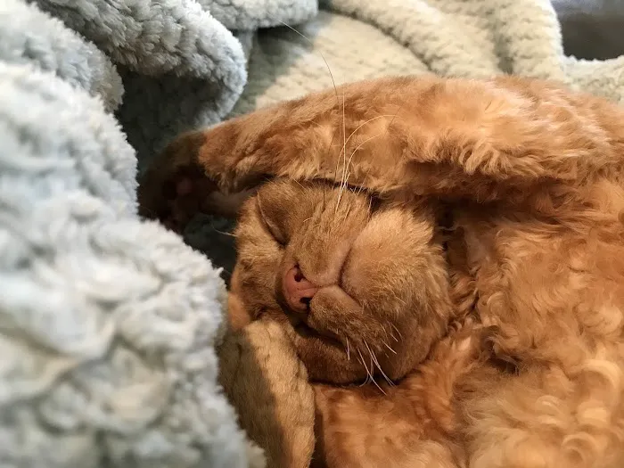 All Cats Clinic 2