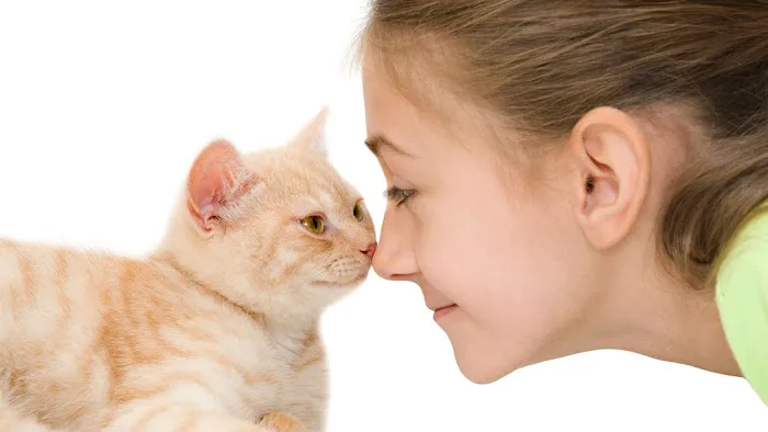All Cats Clinic 5