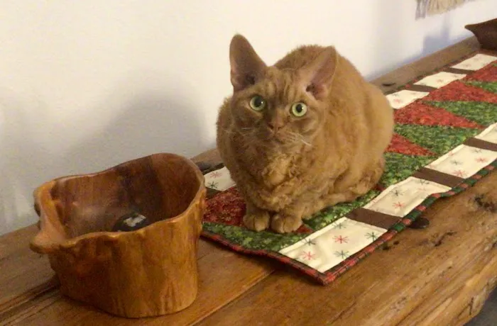 All Cats Clinic 3