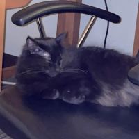 All Cats Clinic ico
