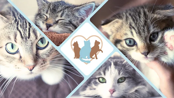 All Cats Clinic 9