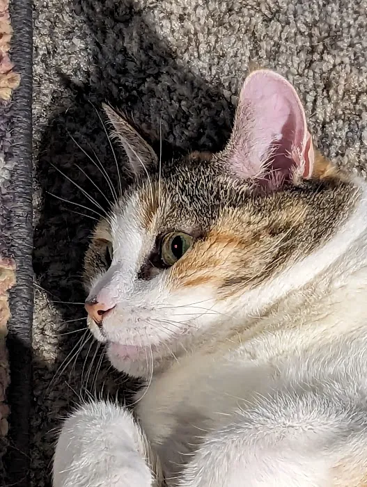 All Cats Clinic 4