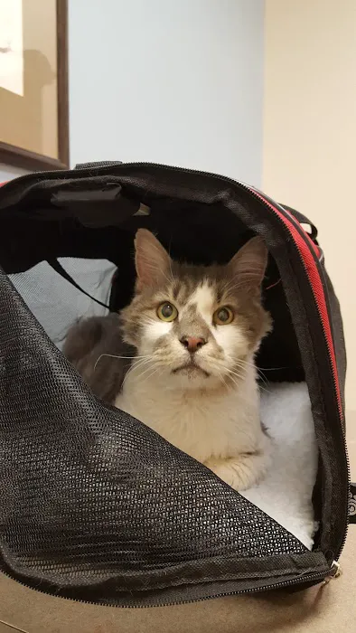 All Cats Clinic 6
