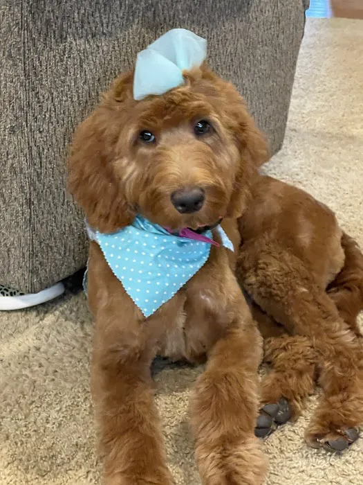 Cornerstone Veterinary Services 3