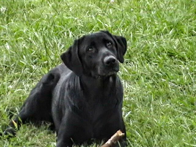 Cornerstone Veterinary Services 1