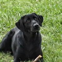 Cornerstone Veterinary Services ico