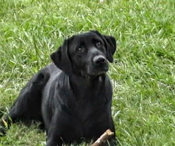 Cornerstone Veterinary Services