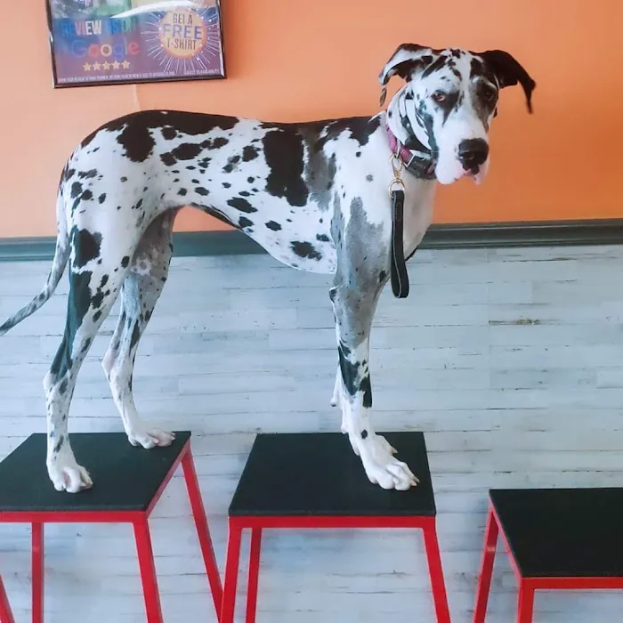 Cornerstone Veterinary Services 6