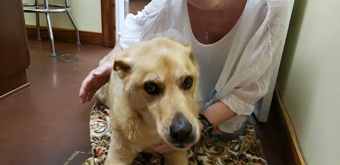 Cornerstone Veterinary Services 10