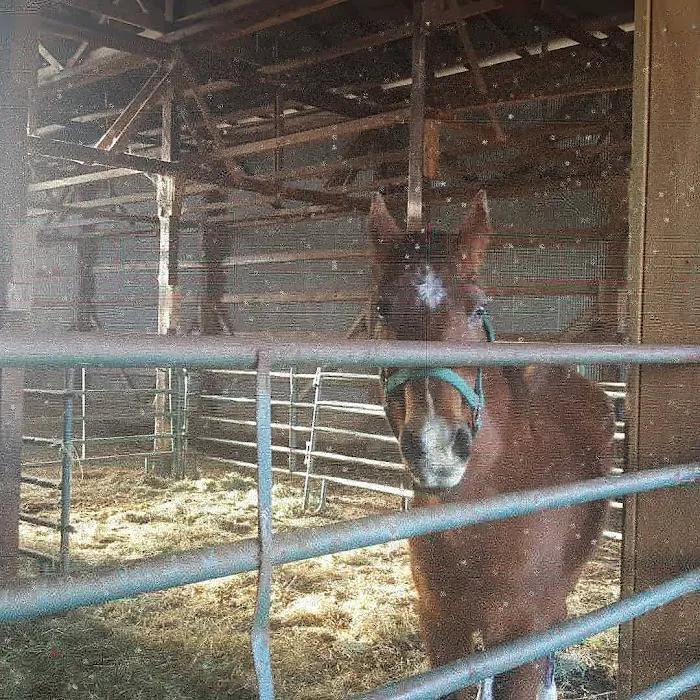 Logan Bethel Veterinary Services 9