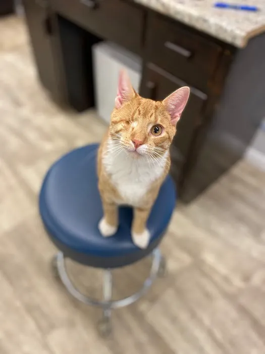 Nashville Road Animal Hospital 7