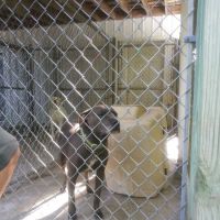 Nashville Road Animal Hospital ico