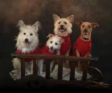 Smith Veterinary Hospital