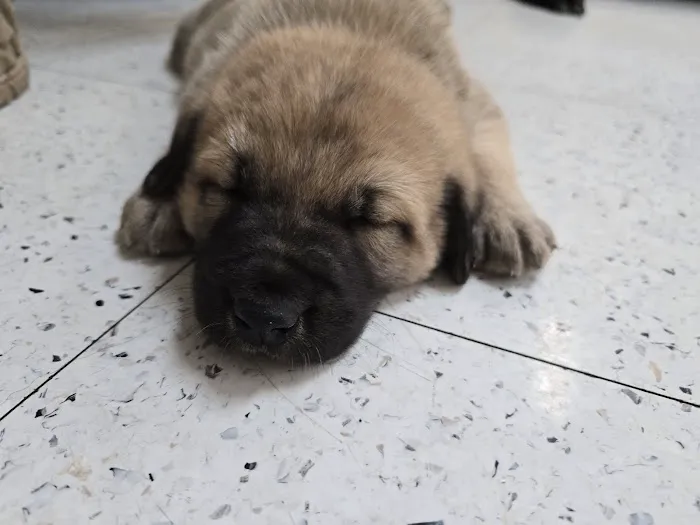 Boulevard Veterinary Hospital 10