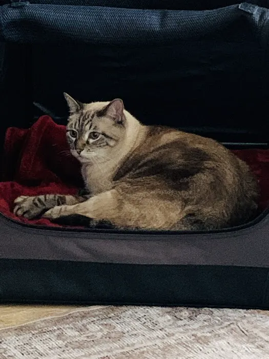 The Cat Doctor 2