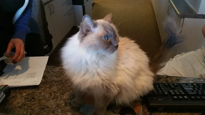 The Cat Doctor 5