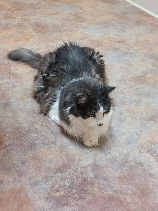 The Cat Doctor 7