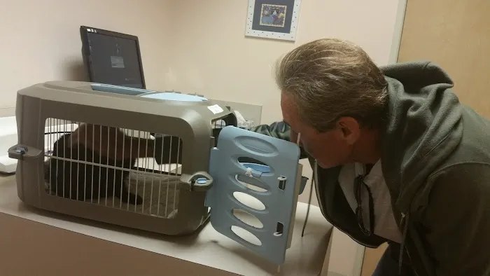 The Cat Doctor 4