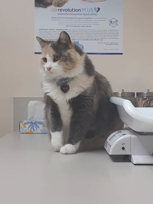 The Cat Doctor 1