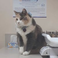 The Cat Doctor ico