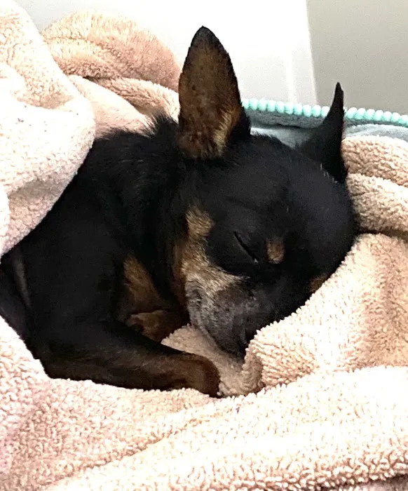 The Pet Hospital of Thousand Oaks 1
