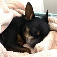 The Pet Hospital of Thousand Oaks ico