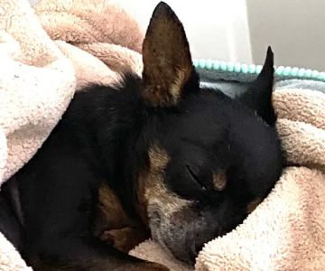 The Pet Hospital of Thousand Oaks