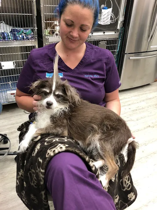 VCA Camino Animal Hospital 1