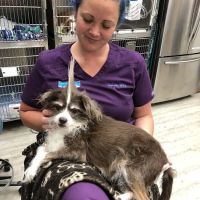 VCA Camino Animal Hospital ico