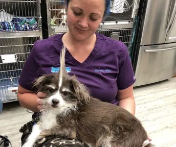 VCA Camino Animal Hospital