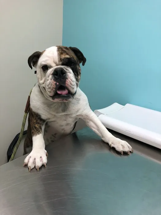 VCA Camino Animal Hospital 3