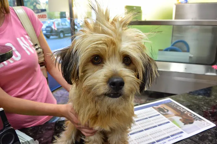 VCA Camino Animal Hospital 10