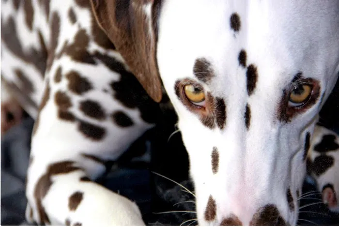 VCA Camino Animal Hospital 8