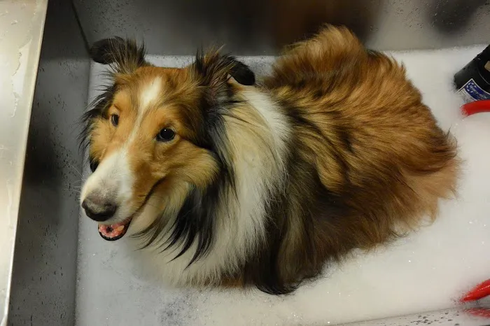VCA Camino Animal Hospital 9