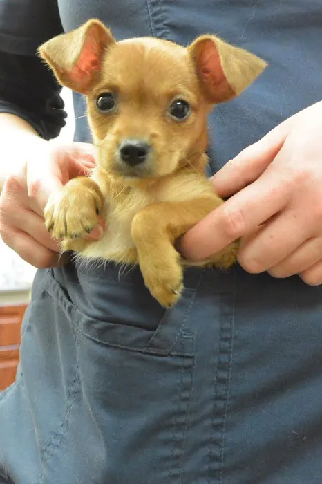 VCA Camino Animal Hospital 6