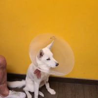 Banfield Pet Hospital ico